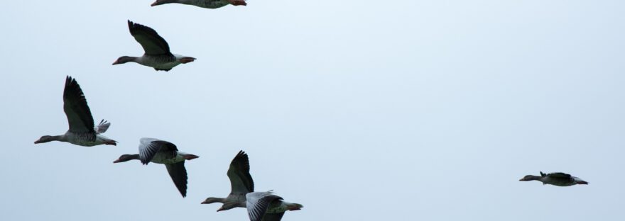 Zugvögel fliegen in einer Formation